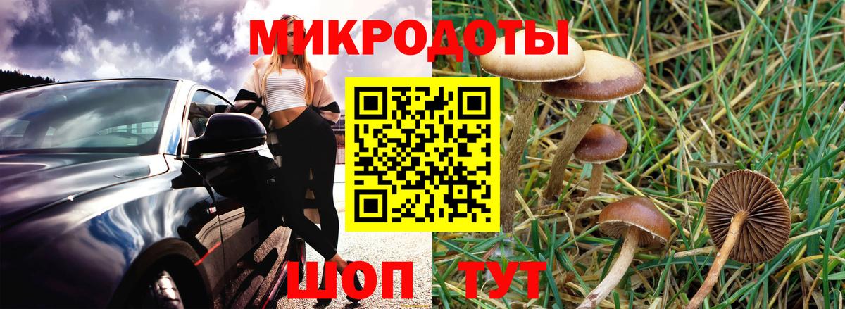 Галлюциногенные грибы Psilocybe Городец
